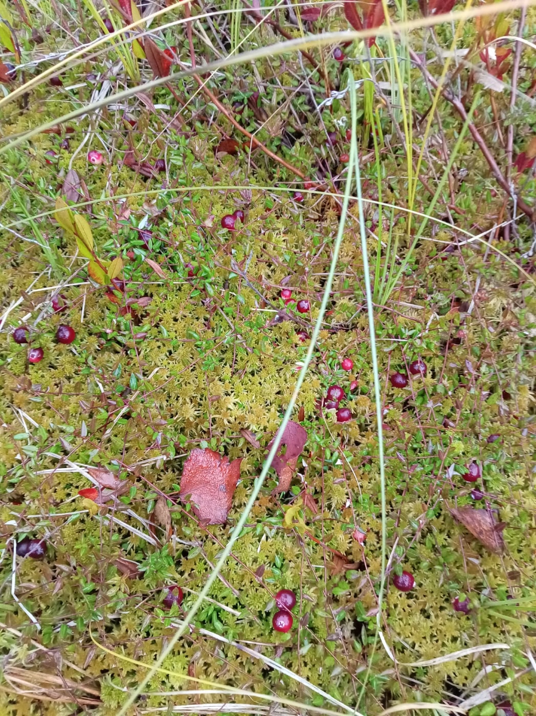 Начинаем представлять участников осенней тусовки "Именины Графини"
