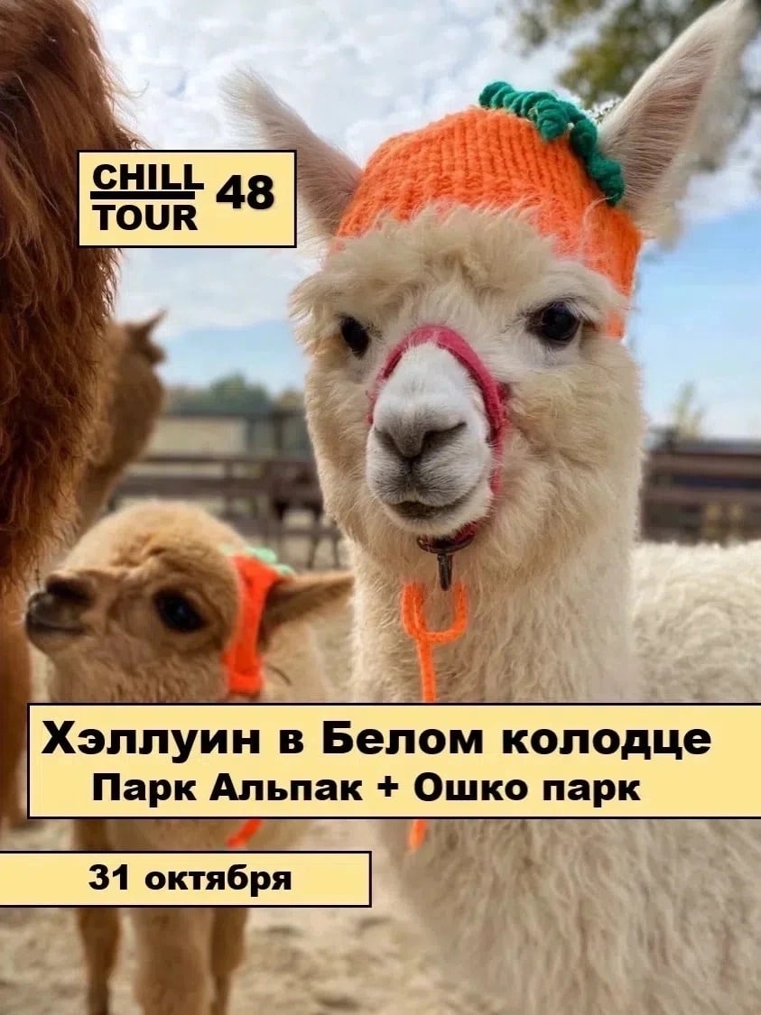 ОСЕННЯЯ СКАЗКА В БЕЛОМ КОЛОДЦЕ: ПУШИСТЫЙ ТУР 31 ОКТЯБРЯ