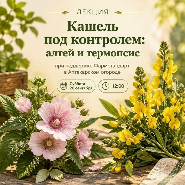Лекция «Кашель под контролем: алтей и термопсис»