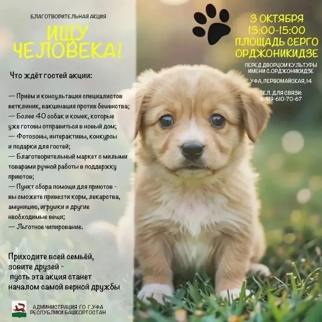 «Ищу человека»: подари дом или позаботься о своём питомце бесплатно