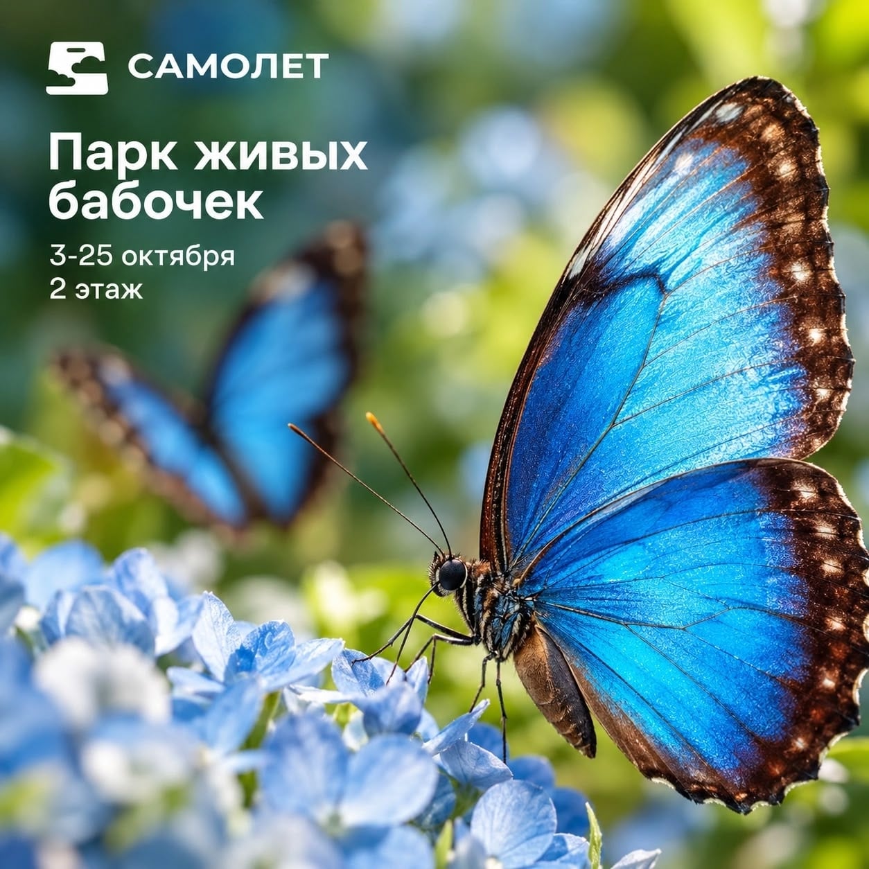 Парк живых бабочек в ТЦ «Самолёт»!