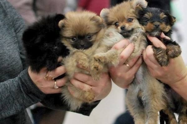 11 октября на Казанском ипподроме устроят выставку собак любых пород