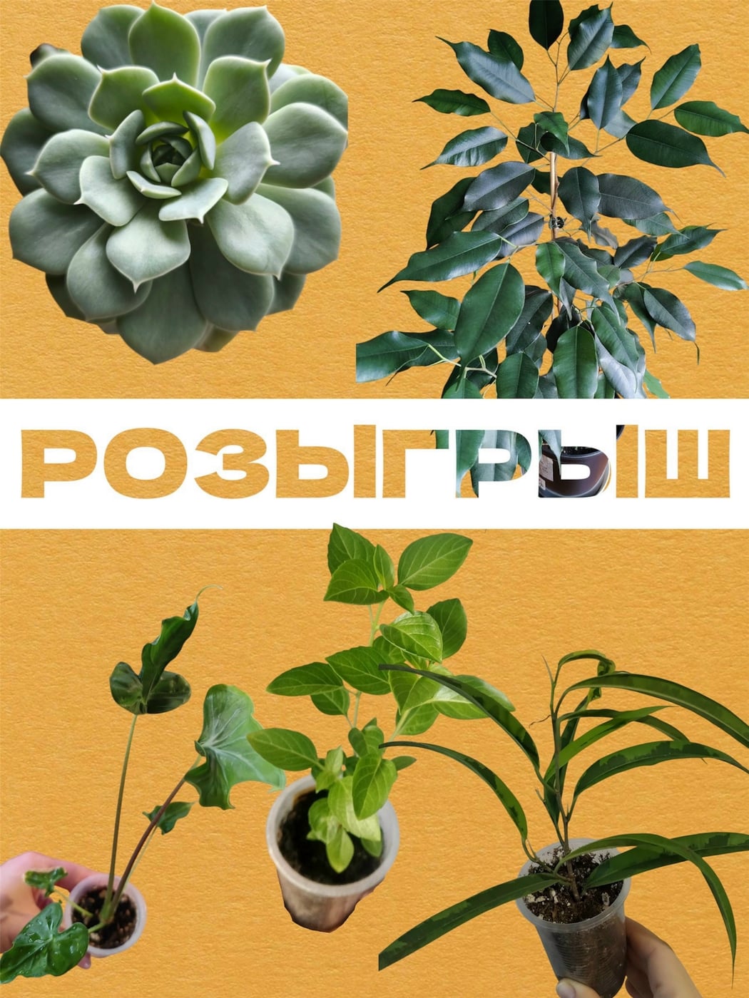 Выставка растений, в которой я буду принимать участие 17 октября…