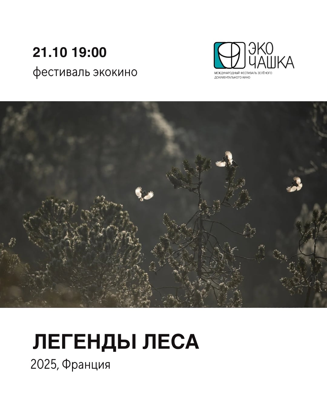 Фестиваль экологического документального кино «Экочашка» в Воронеже!