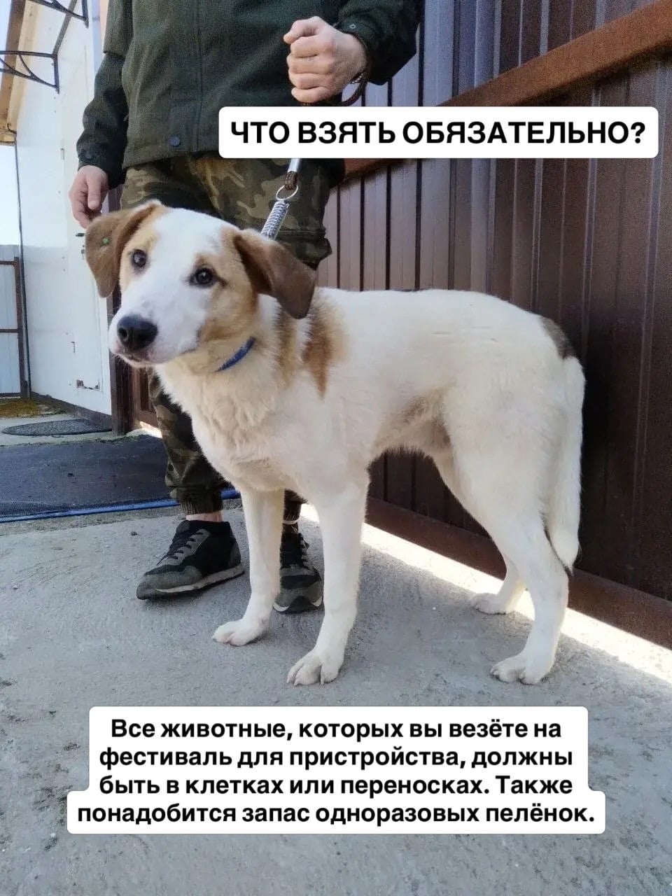 Выставка «Счастливые лапки»