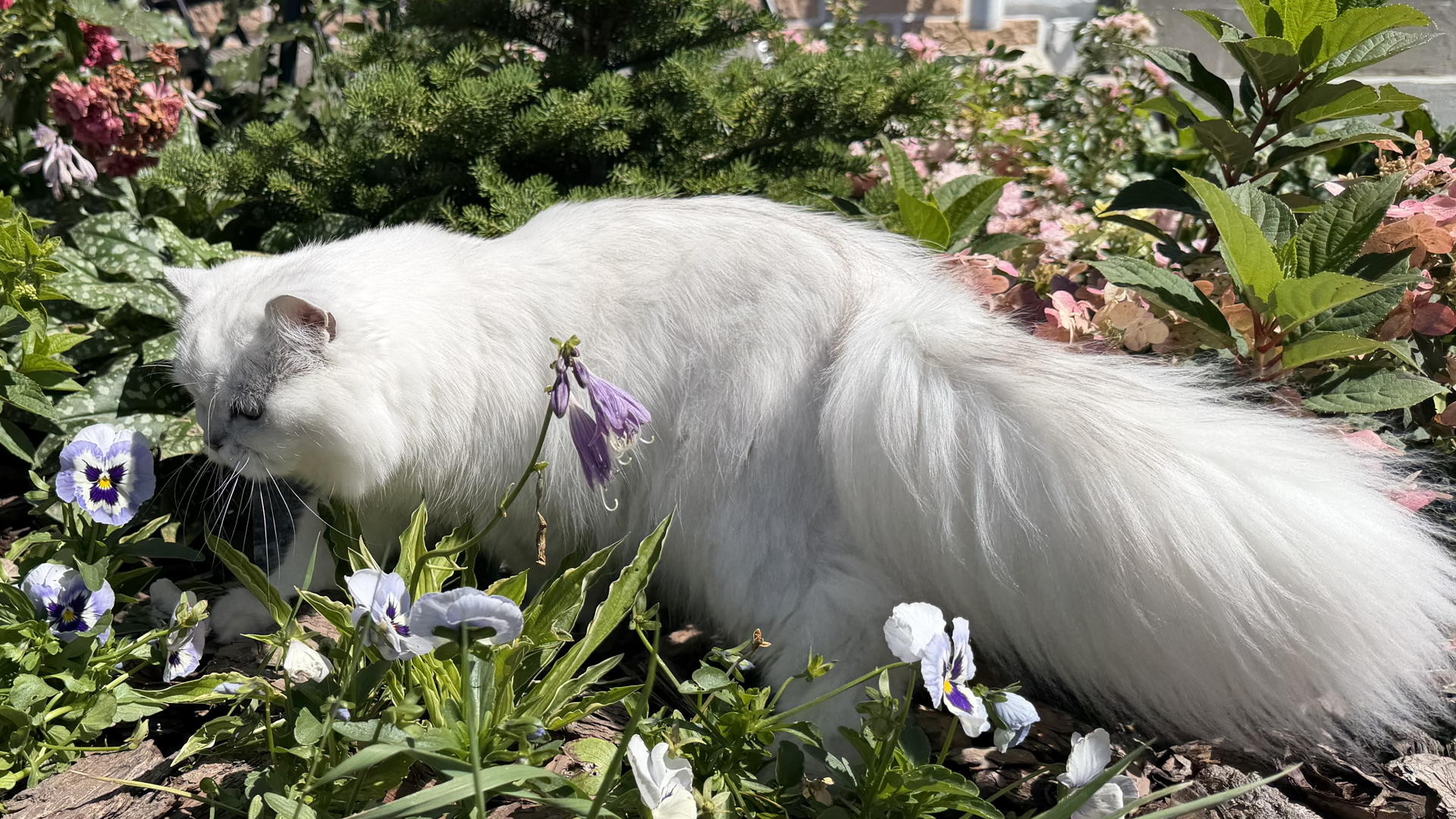 Выставка кошек