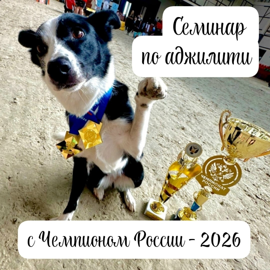 13 сентября 2026 года планируется семинар по аджилити с Викторией…