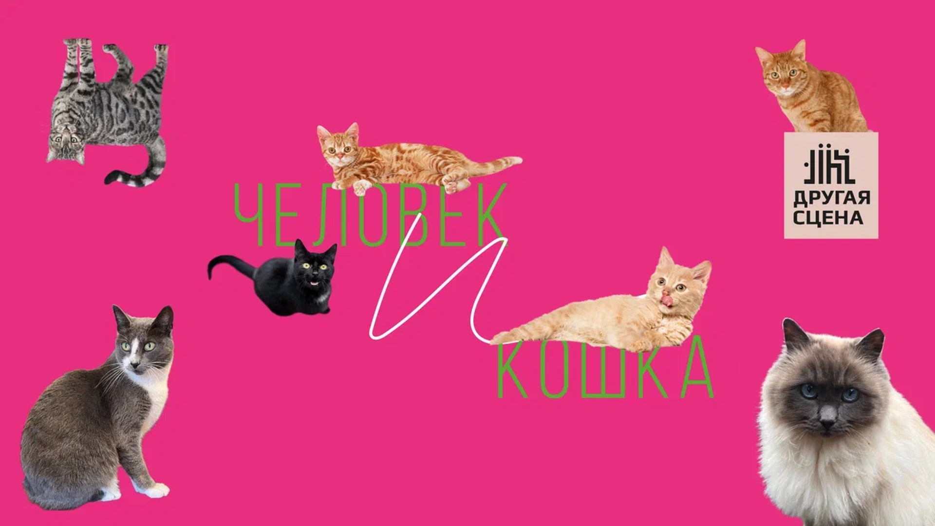 Человек и кошка
