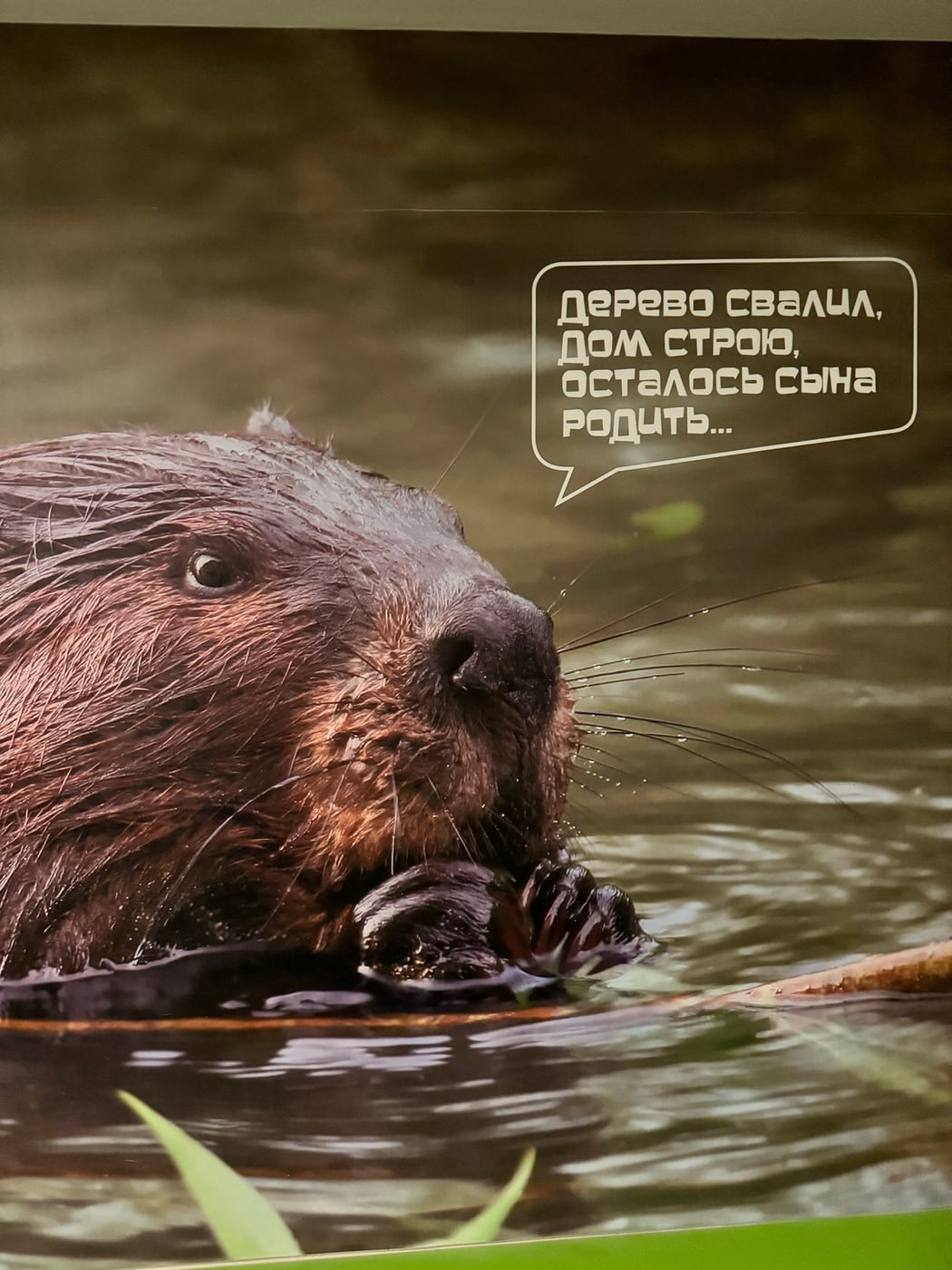 ДОМ БОБРА, ЭКОТРОПА "БОЛЬШАЯ ЧЕРЕПАХИНСКАЯ", БОБРОНАРИУМ (27 сентября)