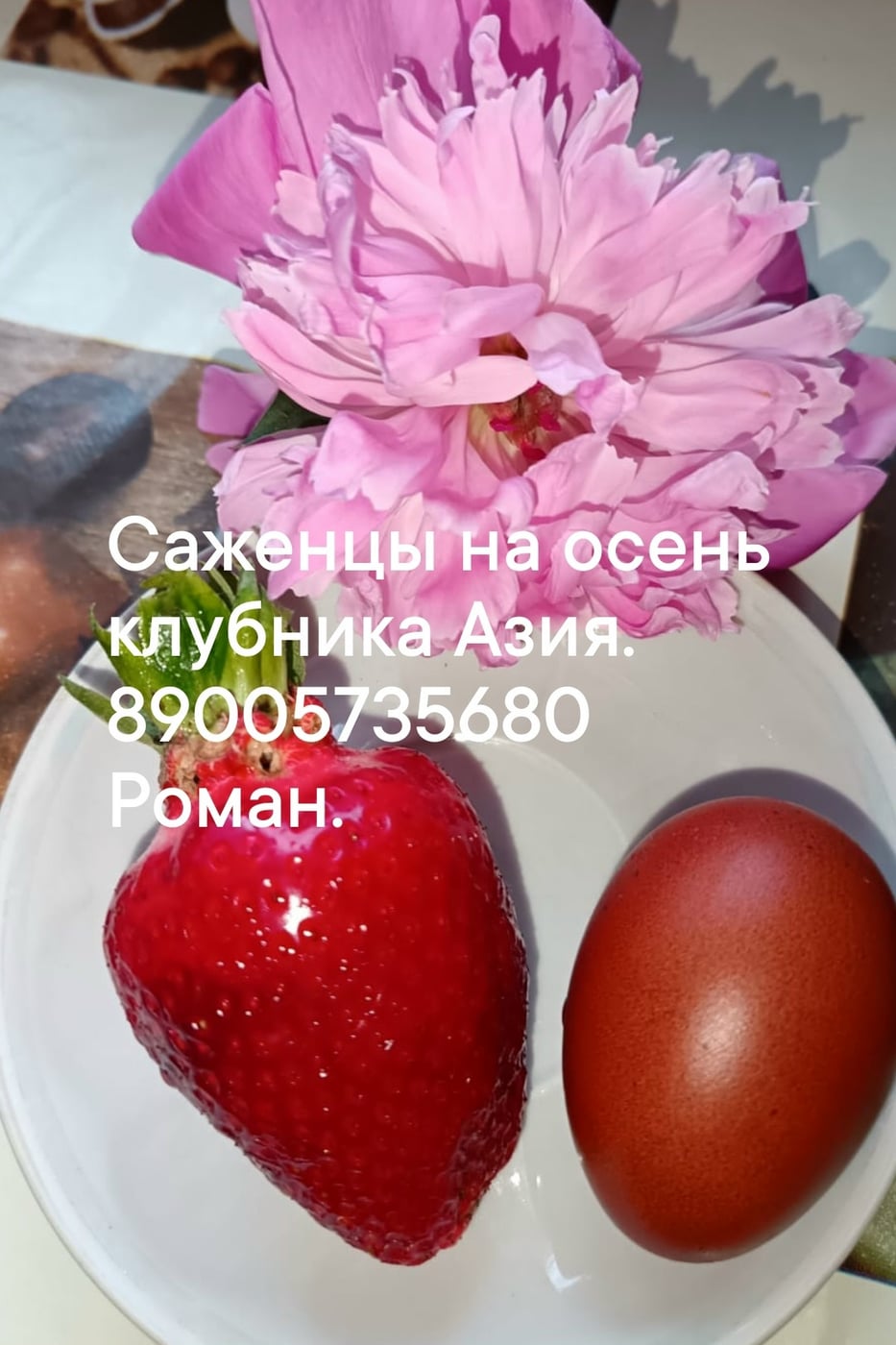 Саженцы клубники Азия и Кубанский великан на 20 сентября доставка